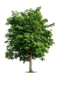 Single big tree isolated on white background Stock Photos