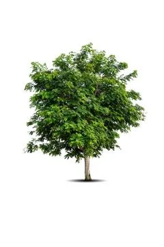Single big tree isolated on white background Stock Photos