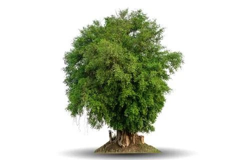 Single big tree isolated on white background Stock Photos