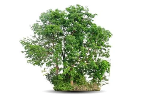 Single big tree isolated on white background Stock Photos
