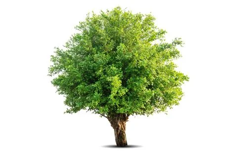 Single big tree isolated on white background Stock Photos