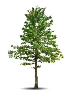 Single big tree isolated on white background Stock Photos