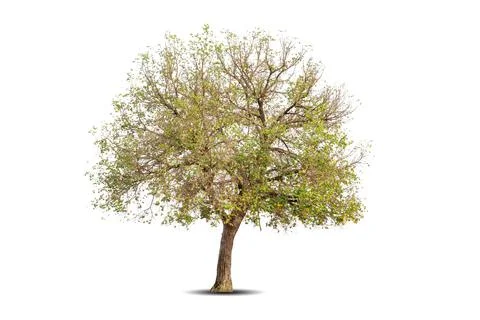 Single big tree isolated on white background Stock Photos
