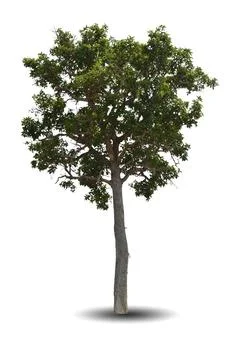 Single big tree isolated on white background Stock Photos