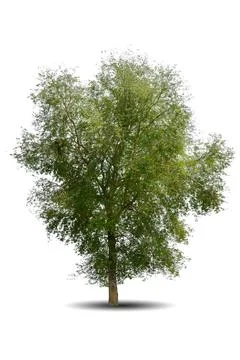 Single big tree isolated on white background Stock Photos