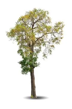 Single big tree isolated on white background Stock Photos