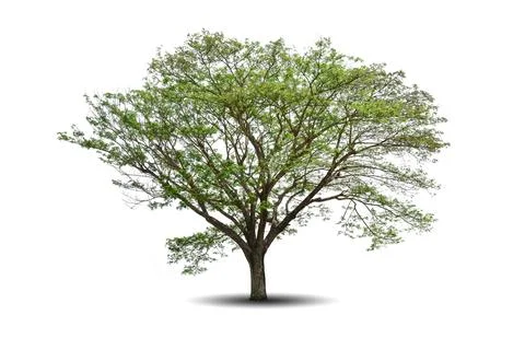Single big tree isolated on white background Stock Photos