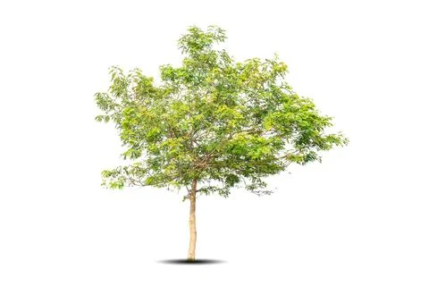 Single big tree isolated on white background Foto stock