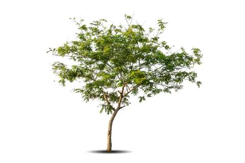 Single big tree isolated on white background Stock Photos