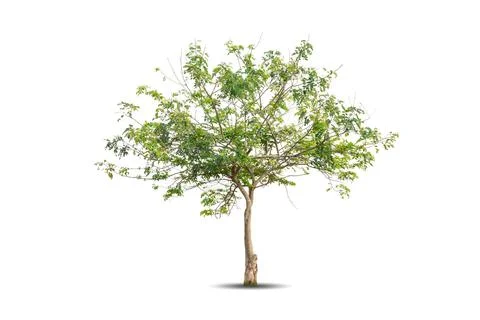Single big tree isolated on white background Stock Photos