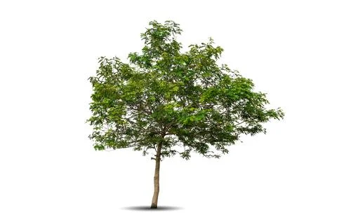 Single big tree isolated on white background Stock Photos