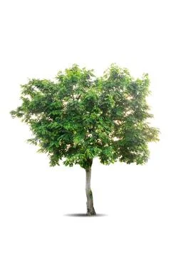 Single big tree isolated on white background Stock Photos