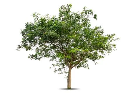 Single big tree isolated on white background Stock Photos