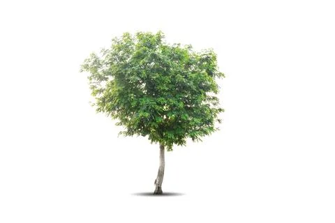 Single big tree isolated on white background Stock Photos