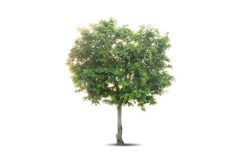 Single big tree isolated on white background Foto stock