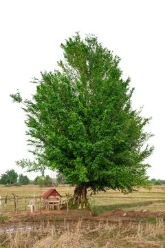Single big tree isolated on white background Stock Photos