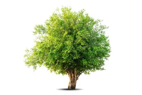 Single big tree isolated on white background Stock Photos