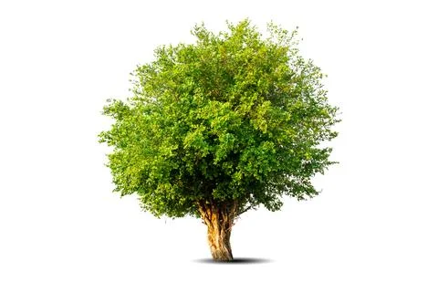 Single big tree isolated on white background Stock Photos