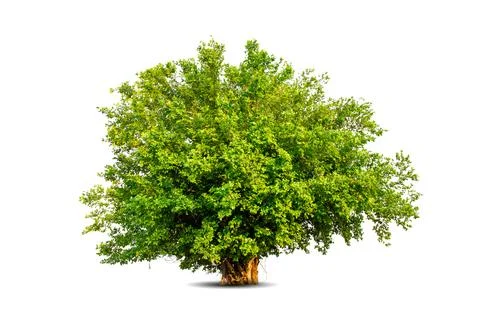 Single big tree isolated on white background Stock Photos