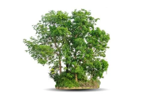 Single big tree isolated on white background Stock Photos