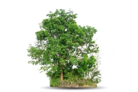 Single big tree isolated on white background Foto stock