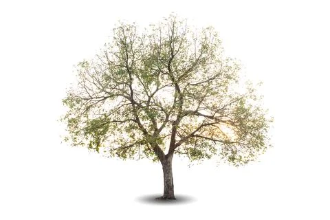 Single big tree isolated on white background Stock Photos