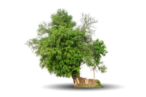 Single big tree isolated on white background Stock Photos
