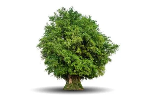 Single big tree isolated on white background Foto stock