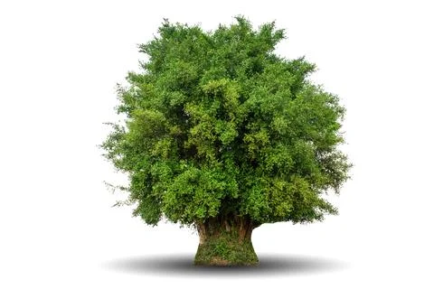 Single big tree isolated on white background Stock Photos