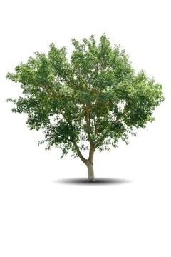 Single big tree isolated on white background Stock-Fotos