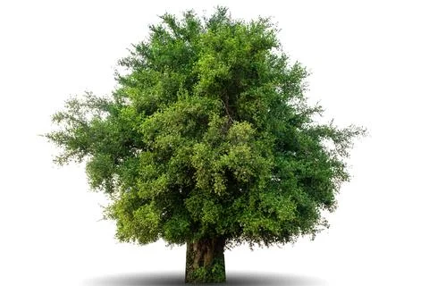 Single big tree isolated on white background Stock Photos