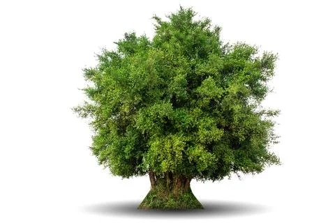 Single big tree isolated on white background Foto stock