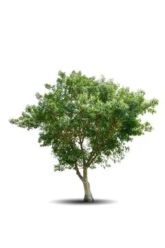 Single big tree isolated on white background Stock Photos