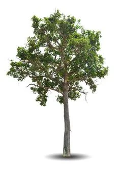 Single big tree isolated on white background Stock Photos