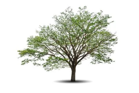 Single big tree isolated on white background Foto stock