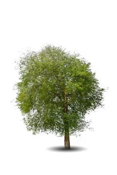 Single big tree isolated on white background Stock Photos