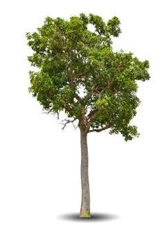 Single big tree isolated on white background Stock Photos