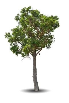 Single big tree isolated on white background Stock Photos