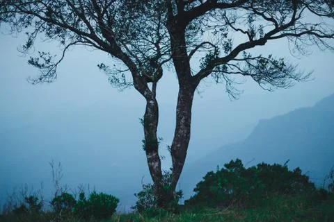 Single Big tree at the top of the mountain Stock Photos