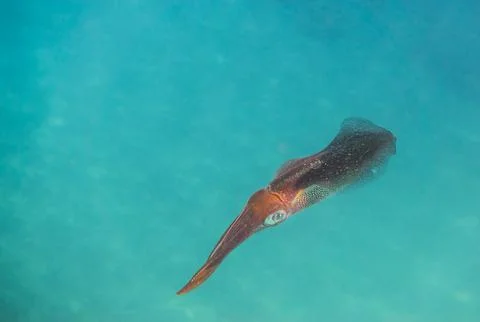 Single bigfin reef squid hovering in the water and looking to the camera macr Stock Photos