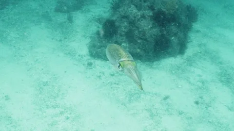 Single bigfin reef squid swimming over white sandy seabed Stock Footage 346530956
