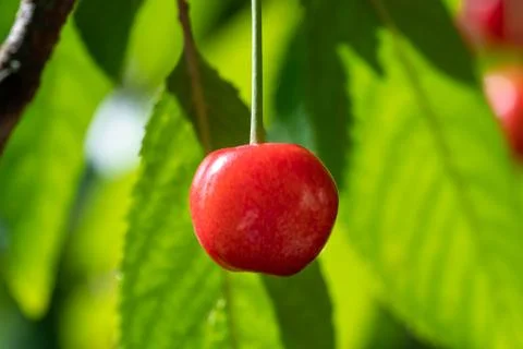 Single Biggareau Cherry on a Tree Stock Photos