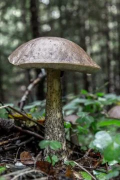 Single Birch bolete in close-up Foto stock