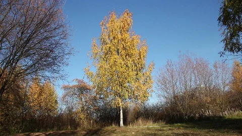 Single birch tree in a park Stock Footage 104842423