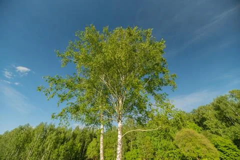Single birch tree rising above a green forest under a blue sky Fotos de archivo
