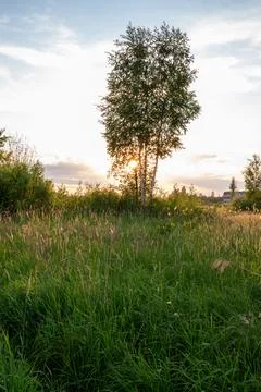 Single birch tree stands tall in golden light. Sunset glows behind dense gras Stock Photos