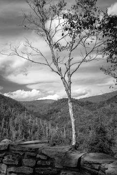 Single birch tree with stone wall and dramatic clouds Stock Photos