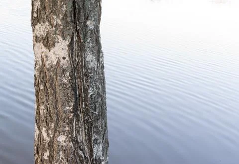 Single Birch Tree Trunk and Water Stock Photos