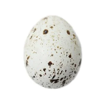 Single bird egg with brown spots . Isolated on white background 스톡 사진
