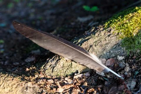 Single bird feather on ground at forest Stock Photos